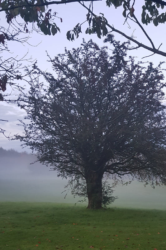 Sprout Loans: surviving the pandemic